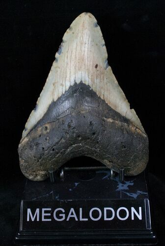 Megalodon Tooth - North Carolina #13037